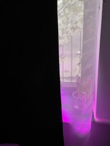 The mystic purple glow of the grow lamps in my window.
