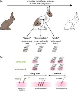 Color molting adaptation of the Snowshoe Hare Image: Wiley Online Library
