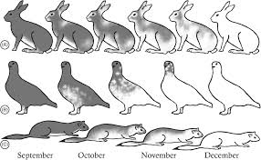 Changing colors is an adaptation of different animals, not just the Snowshoe Hare. Image: Wiley Online Library