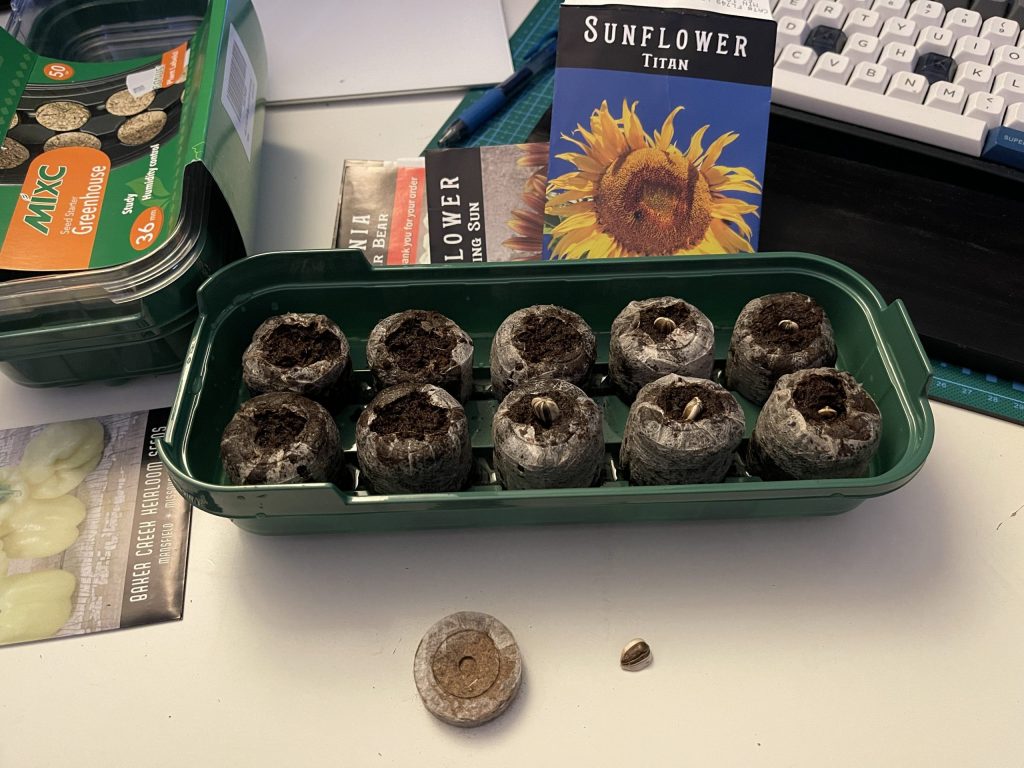 Planting the seedlings on 21 April 21. After the peat pellets are expanded by absorbing water, you place a seed in top and cover it. EASY. The half on the left in the tray are done. The half on the right, I just pushed the seed down and covered it up. In front, are a compressed peat pellet and one of the Titan sunflower seeds.