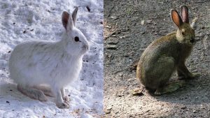 Snowshoe Hare in Winter vs Summer. These little bunns seriously have a coat that goes with EVERY season. Image: The Weather Channel