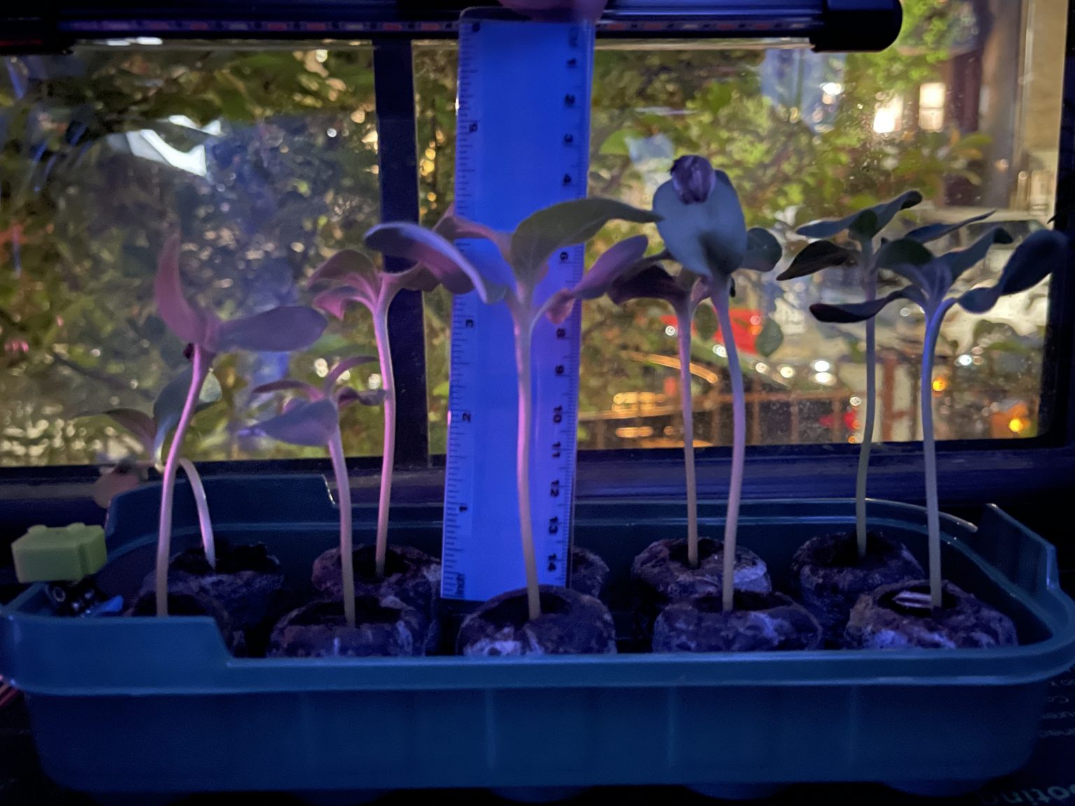 Networked Time-Lapse with Night Vision